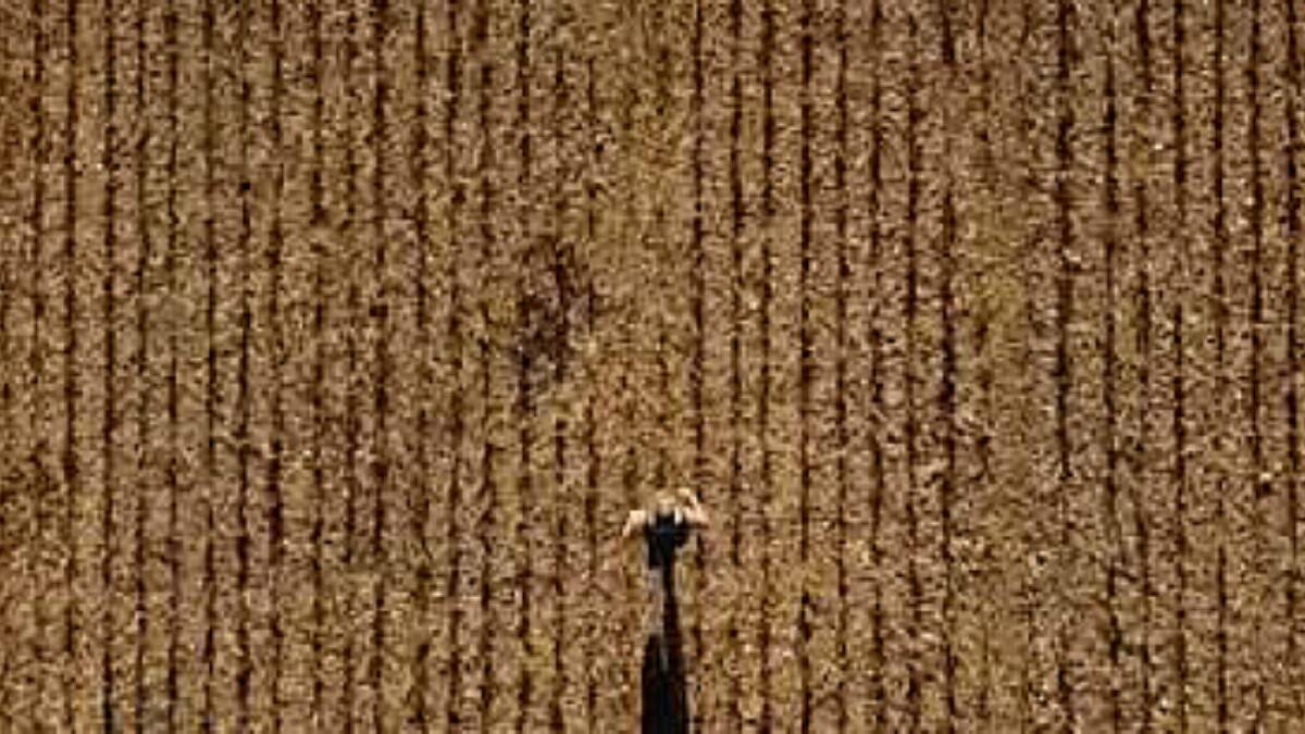 Stunning drone footage captures wheatbelt ramble | VIDEO