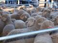 Air freight issues in the Middle East have impacted lamb prices. FILE PHOTO. 