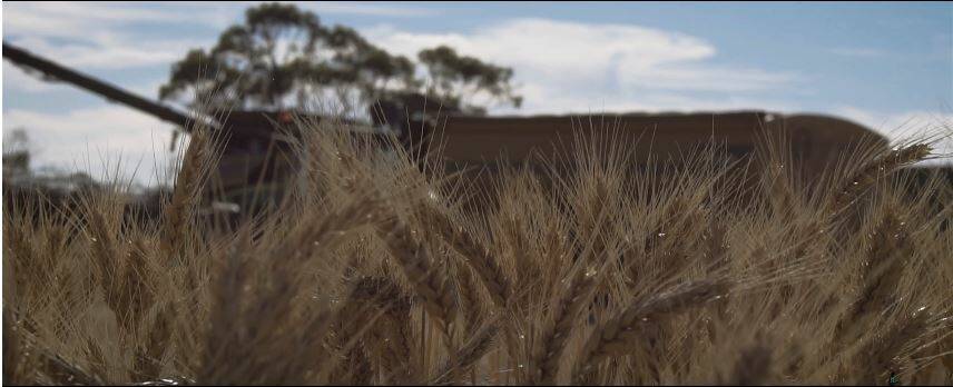 Goomalling harvest showcased by videographer