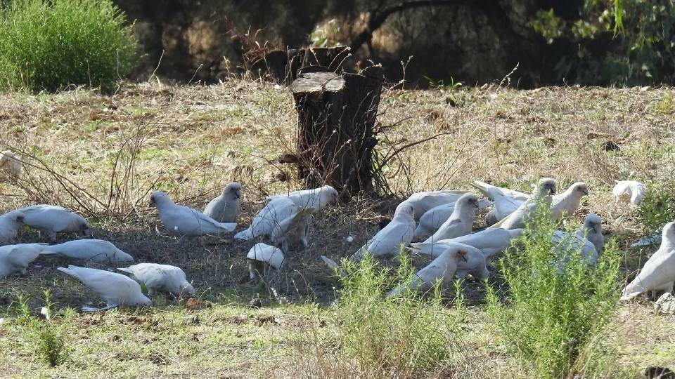 Corella culling to commence in Northam following failed attempts of region wide strategy