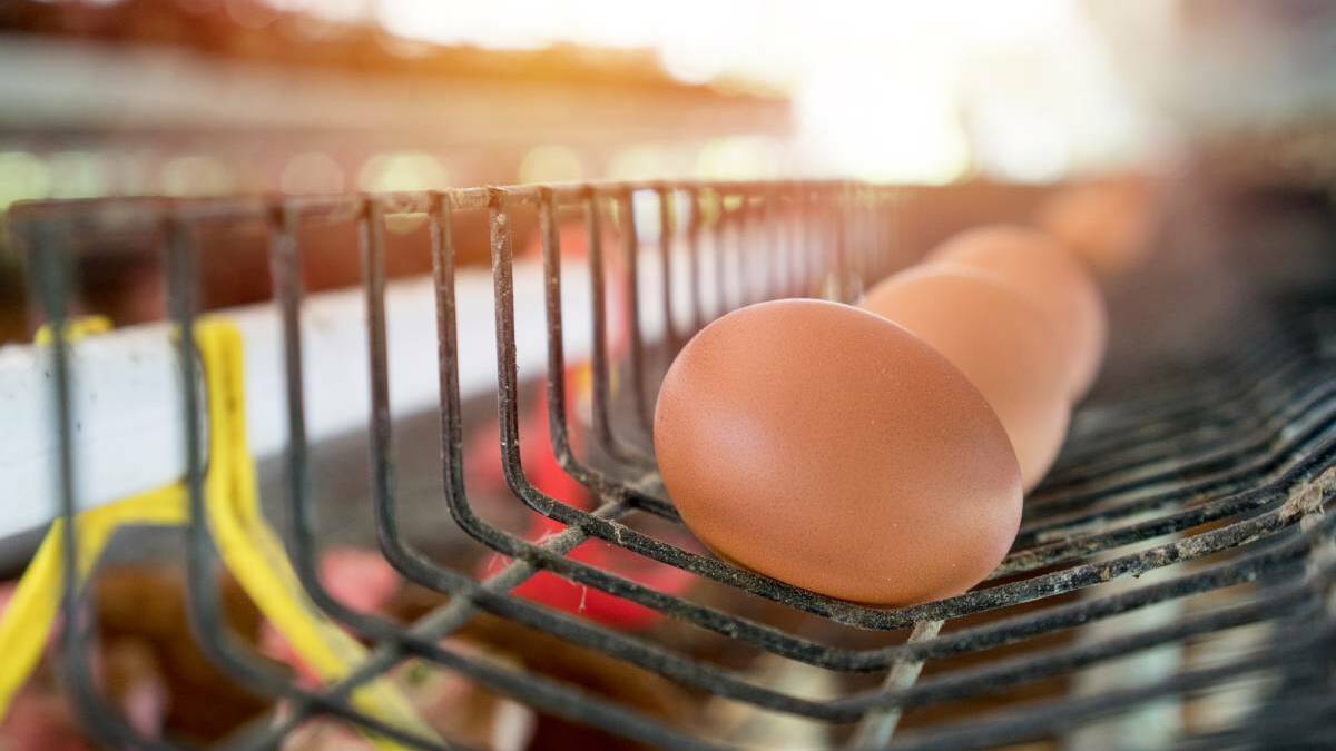 Egg industry survey shows animal welfare important to Australians