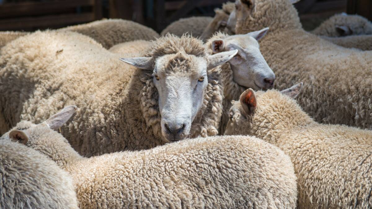 Producer warning: The Department of Primary Industry and Regional Development has advised sheep producersto consider confinement feeding over summer to protect their paddocks from wind erosion. Photo: Shutterstock.