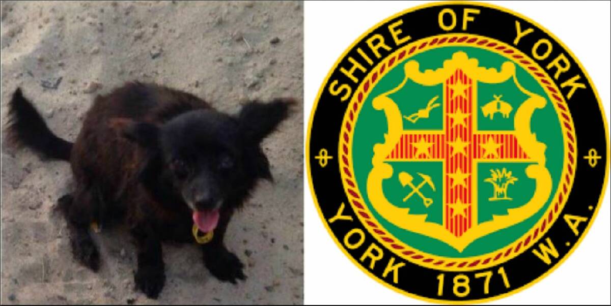 Good samaritan told to put lost dog ‘back on the road where she found it’ by York ranger