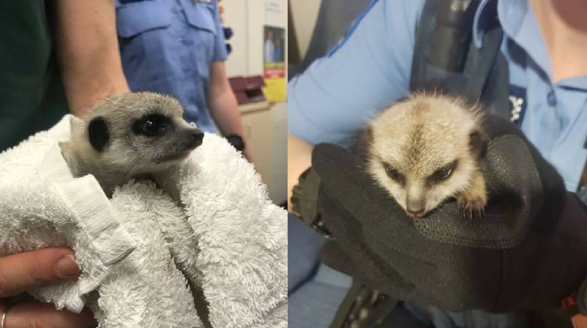 Guilty: Aimee Cummins pleaded guilty to receiving the stolen meerkat and was sentenced to seven months in prison, suspended for 12 months. Photo: supplied.