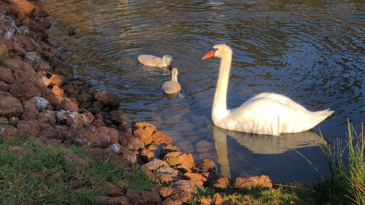 Northam welcomes addition of baby cygnet to swan enclosure