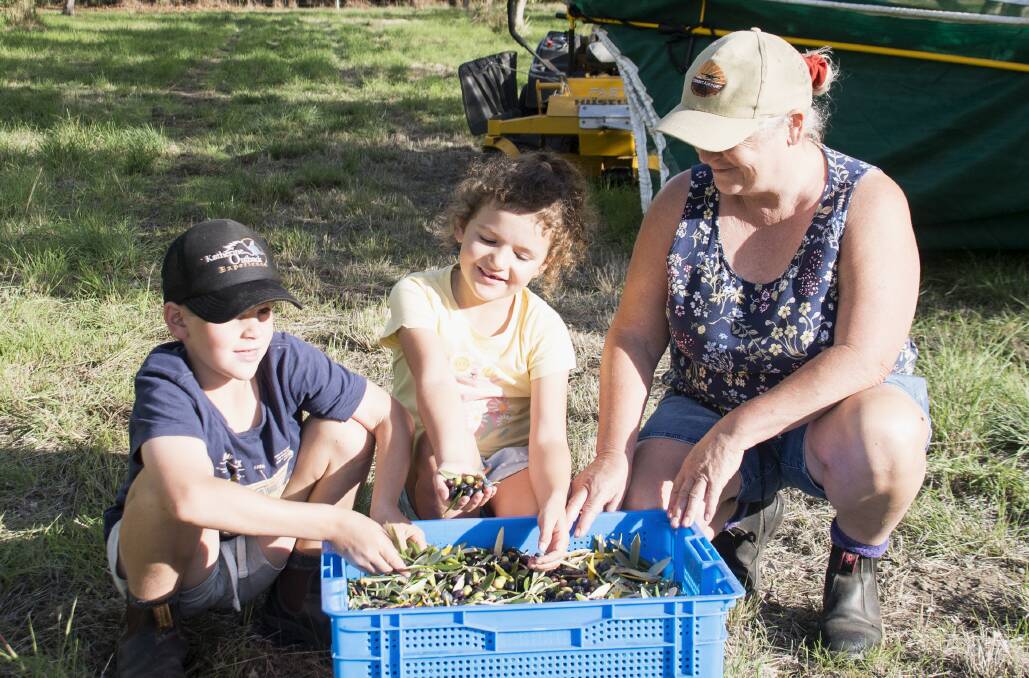 The whole extended family is rounded-up for hand picking olives in autumn, including Anne ONeill and her grandchildren Mitchell and Claire Holmes.
