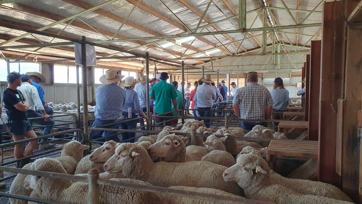  There was plenty of interest from sheep breeders in the reproduction and meat eating quality results released at the recent Dohne sire evaluation trial field day at Urana. Picture supplied
