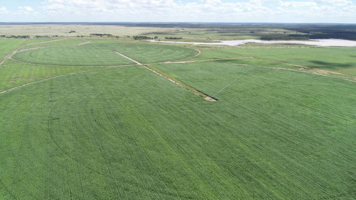 Widgewa is a substantially improved beef production powerhouse, underpinned by both irrigated and dryland cropping. Picture supplied